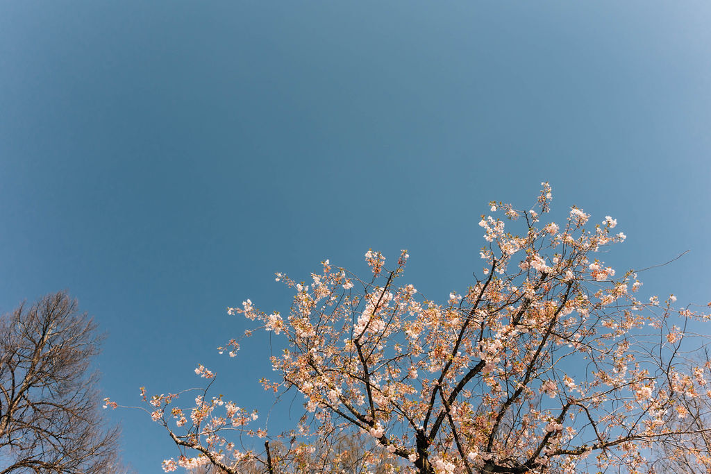 Frühling in Arbogast