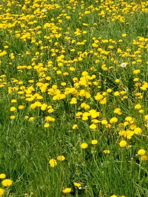 GeTANZte Wege in den Frühling