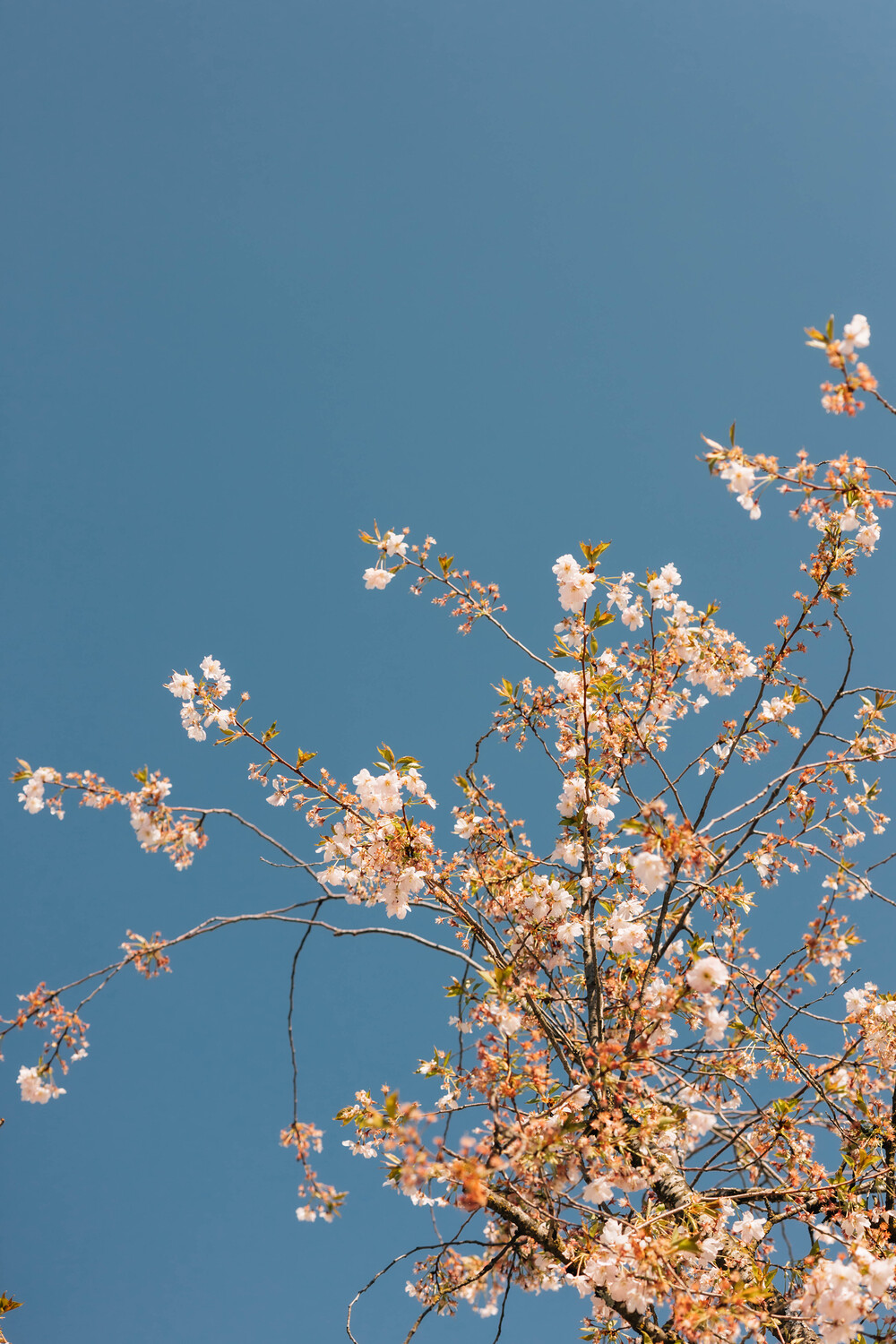 Kirschblüten in Arbogast