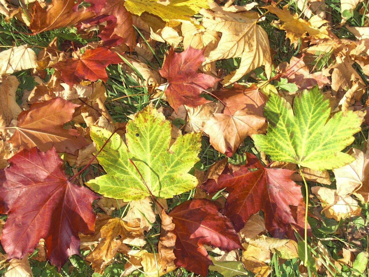 Fülle des Herbstes