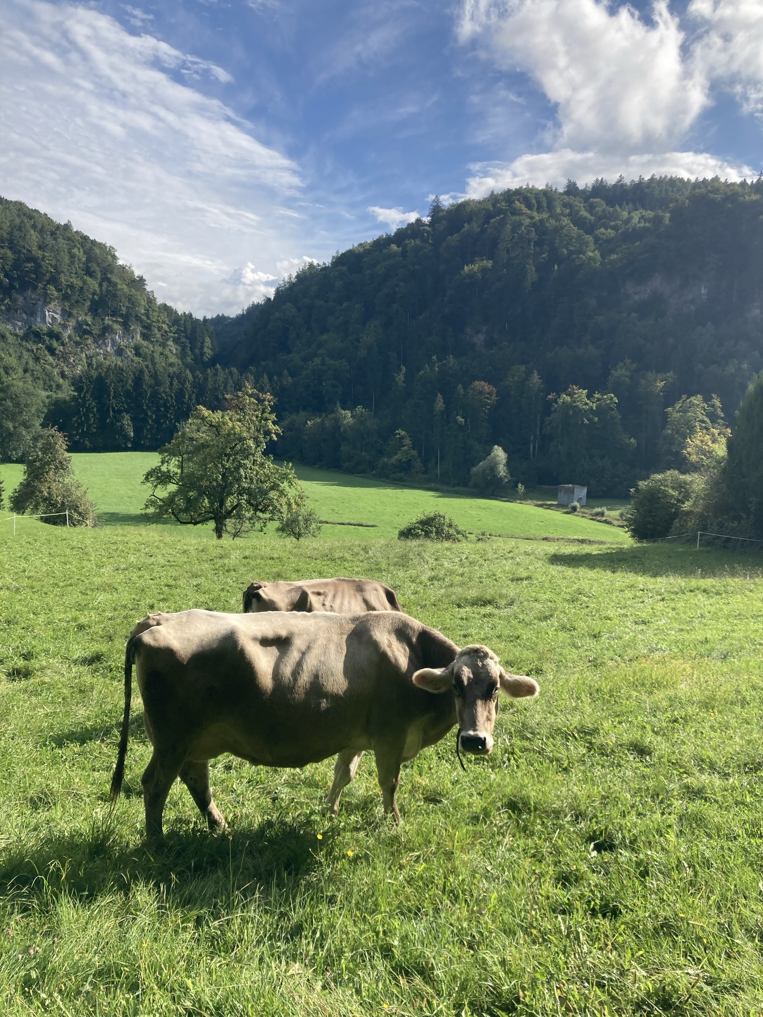 Kuhweide bei Arbogast