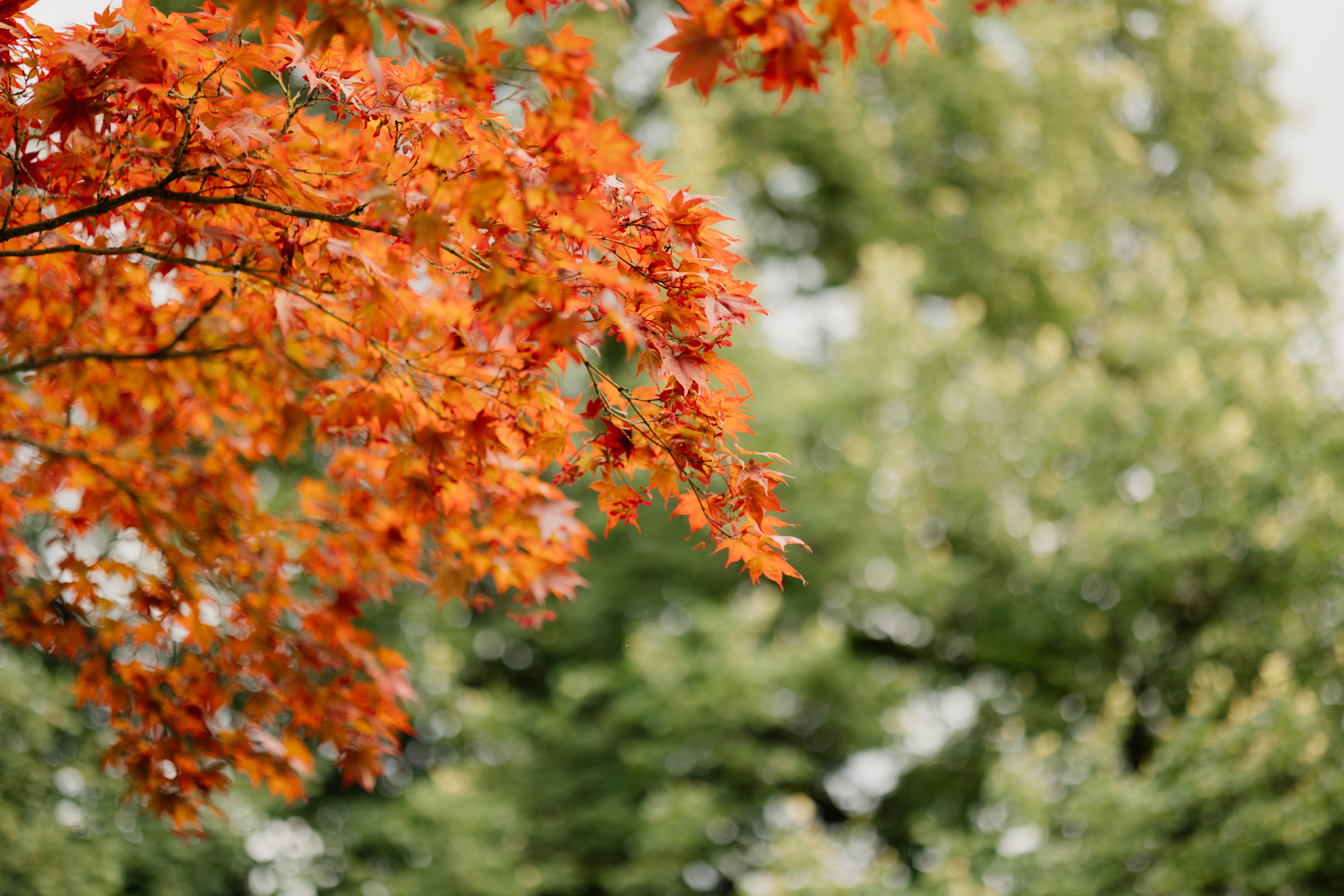 Arbogast Blume Nahaufnahme 