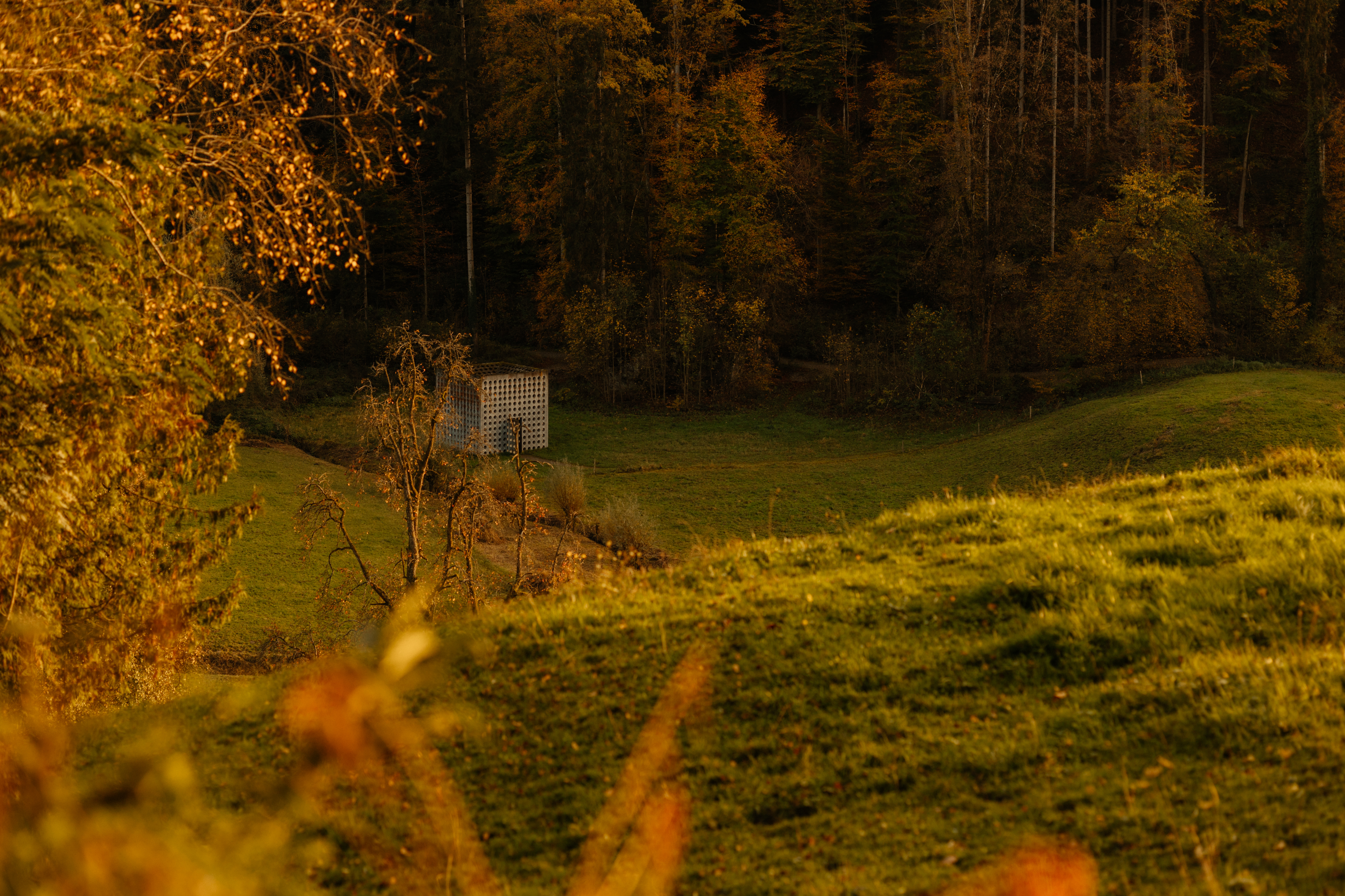 Arbogast Herbtsfoto Bäume