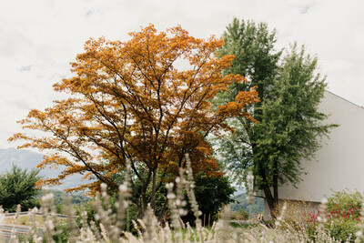 Arbogast Kapelle Bäume