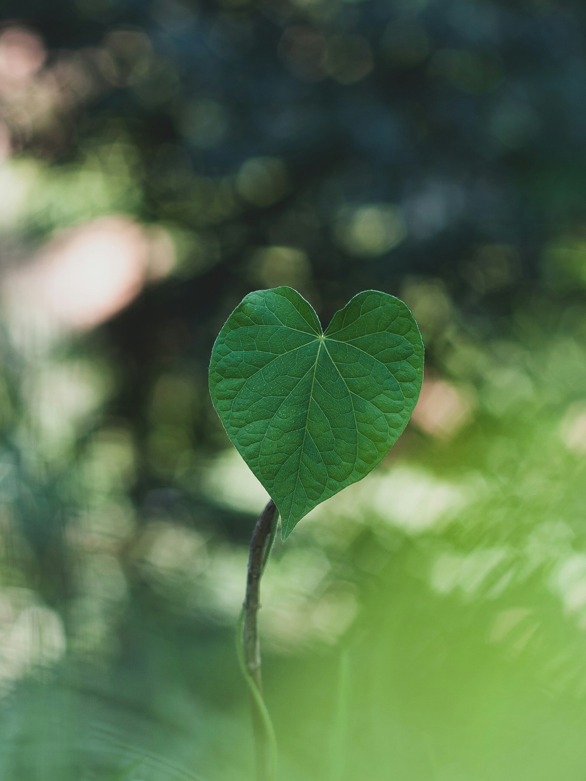 In der Liebe wachsen